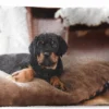 Coussins D'extérieur - Jardin - Chiot Rottweiler Se Couche Sur Un Kussen Moelleux - 50x30 Cm