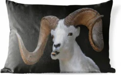 Coussins D'extérieur - Jardin - Buck Aux Grandes Cornes Sur Fond Noir - 60x40 Cm