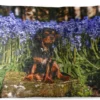 Coussins D'extérieur - Jardin - Un Cavalier King Charles Spaniel Parmi Les Fleurs Bleues - 50x30 Cm