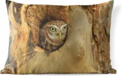 Coussins D'extérieur - Jardin - Chouette Marron Regardant Par Un Trou Dans Un Arbre - 60x40 Cm
