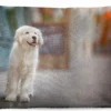 Coussins D'extérieur - Jardin - Un Chiot Golden Retriever Marchant Sur Le Trottoir - 60x40 Cm