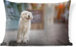 Coussins D'extérieur - Jardin - Un Chiot Golden Retriever Marchant Sur Le Trottoir - 60x40 Cm