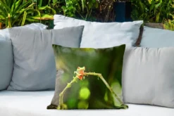 Coussins D'extérieur - Jardin - Grenouille Aux Yeux Rouges Sur Branche - 45x45 Cm -Jardin Meubles Magasin 1200x800 557