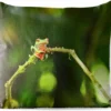 Coussins D'extérieur - Jardin - Grenouille Aux Yeux Rouges Sur Branche - 45x45 Cm