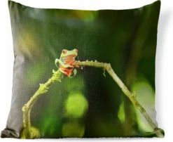 Coussins D'extérieur - Jardin - Grenouille Aux Yeux Rouges Sur Branche - 45x45 Cm